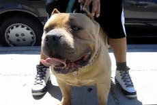 American XL bully dogs to be banned in UK, says Rishi Sunak
