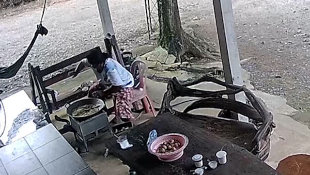 <p>Huge king cobra snake attacks woman while she cooks dinner in Thailand.</p>