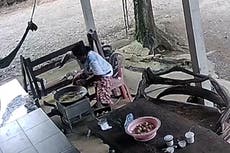 Huge king cobra snake attacks woman while she cooks dinner in Thailand