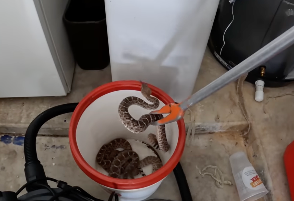 Snakes alive! Man shocked to find he had 20 rattlers in his garage