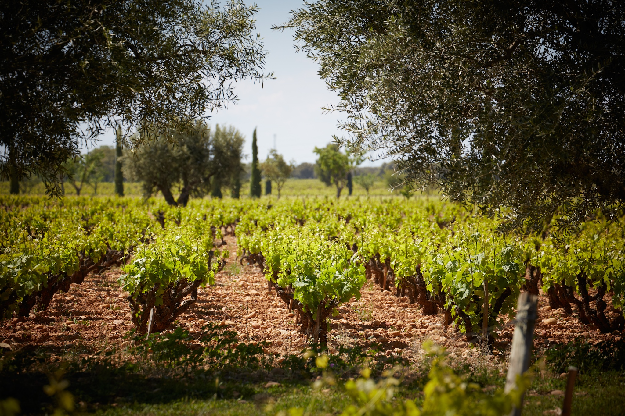 The vineyard specialises in Châteauneuf-du-Pape wines, a grenache based red blend