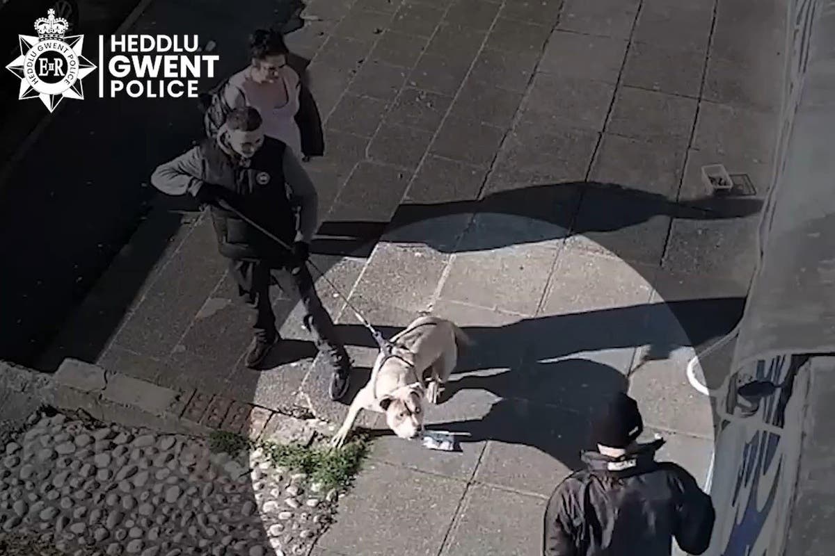 Sunak&rsquo;s American XL bully dogs ban backed by architect of Dangerous Dogs Act