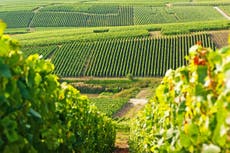 8 of the best vineyards to visit in France, from Champagne to Alsace-Lorraine