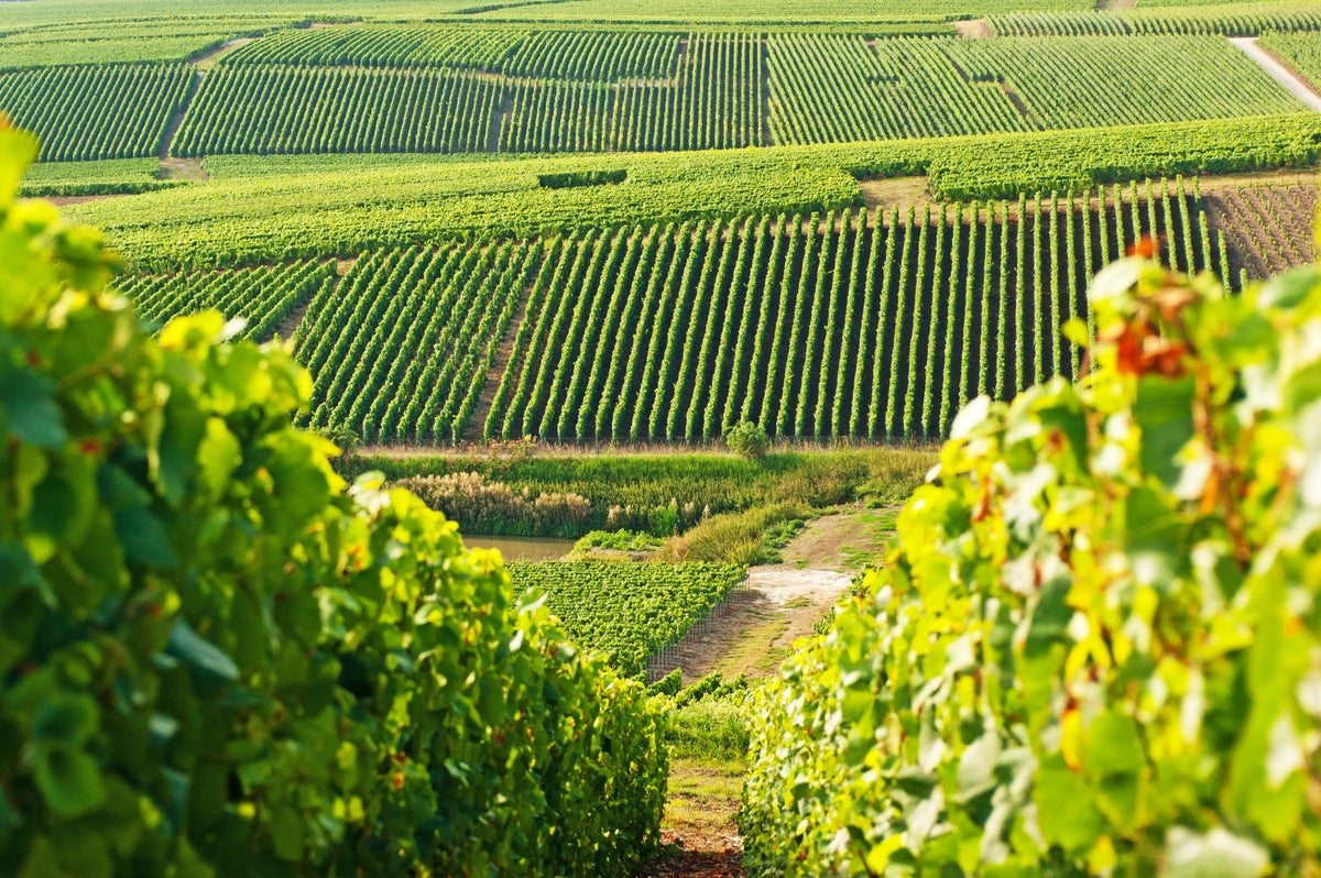 8 of the best vineyards to visit in France, from Champagne to Alsace-Lorraine 