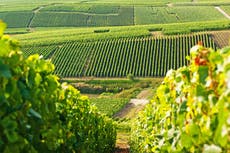 8 of the best vineyards to visit in France, from Champagne to Alsace-Lorraine