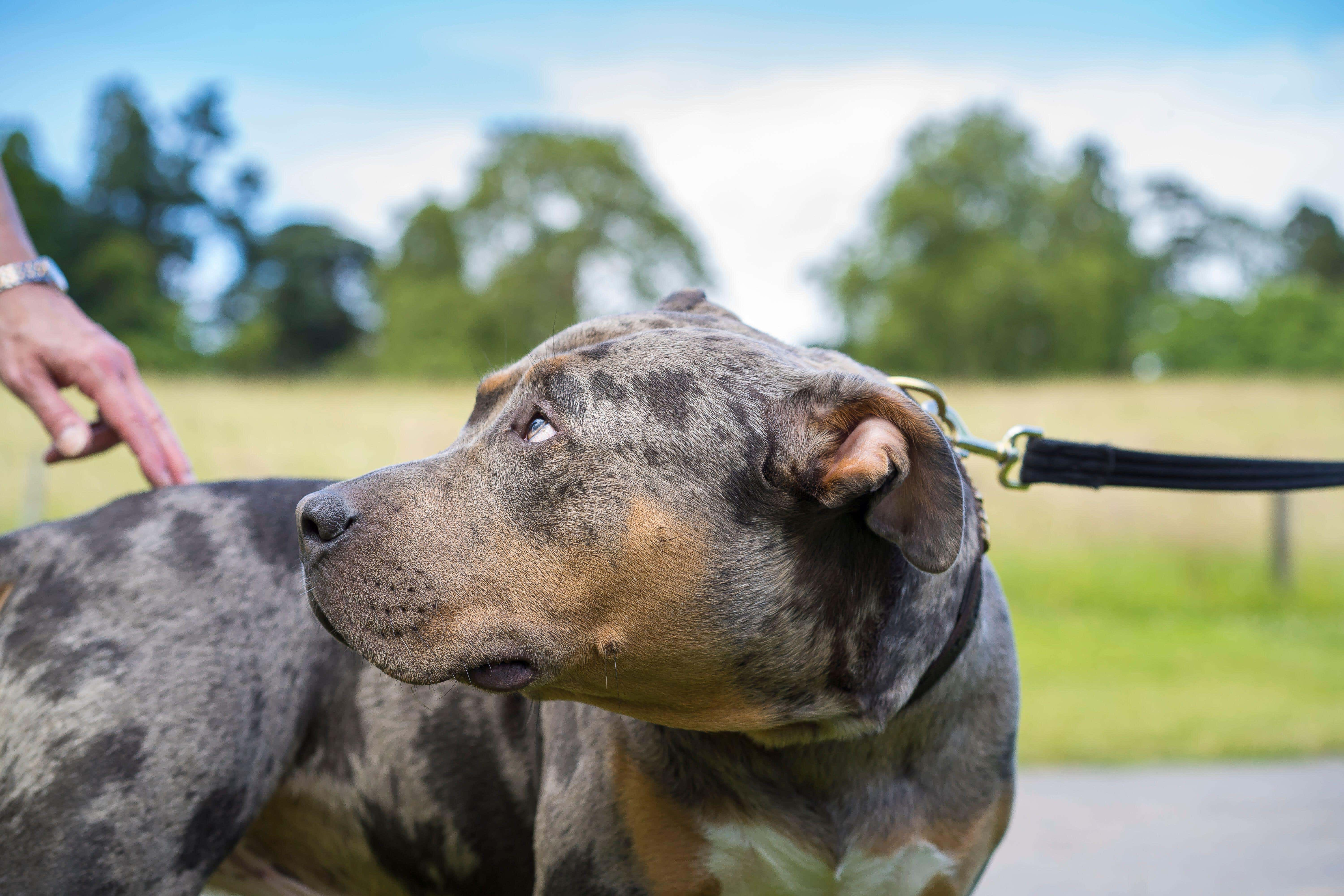 Why is the UK banning American XL Bully dogs? - BBC News