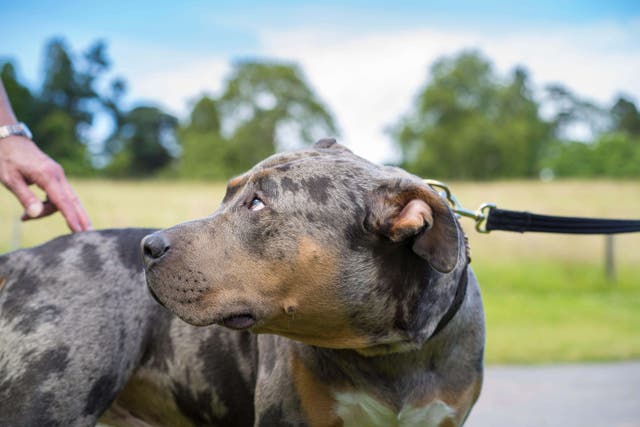 American kennel clubs have different definitions of what an American XL bully is (Alamy/PA)