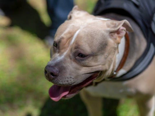 It is a total disgrace that the American bully dog is legal