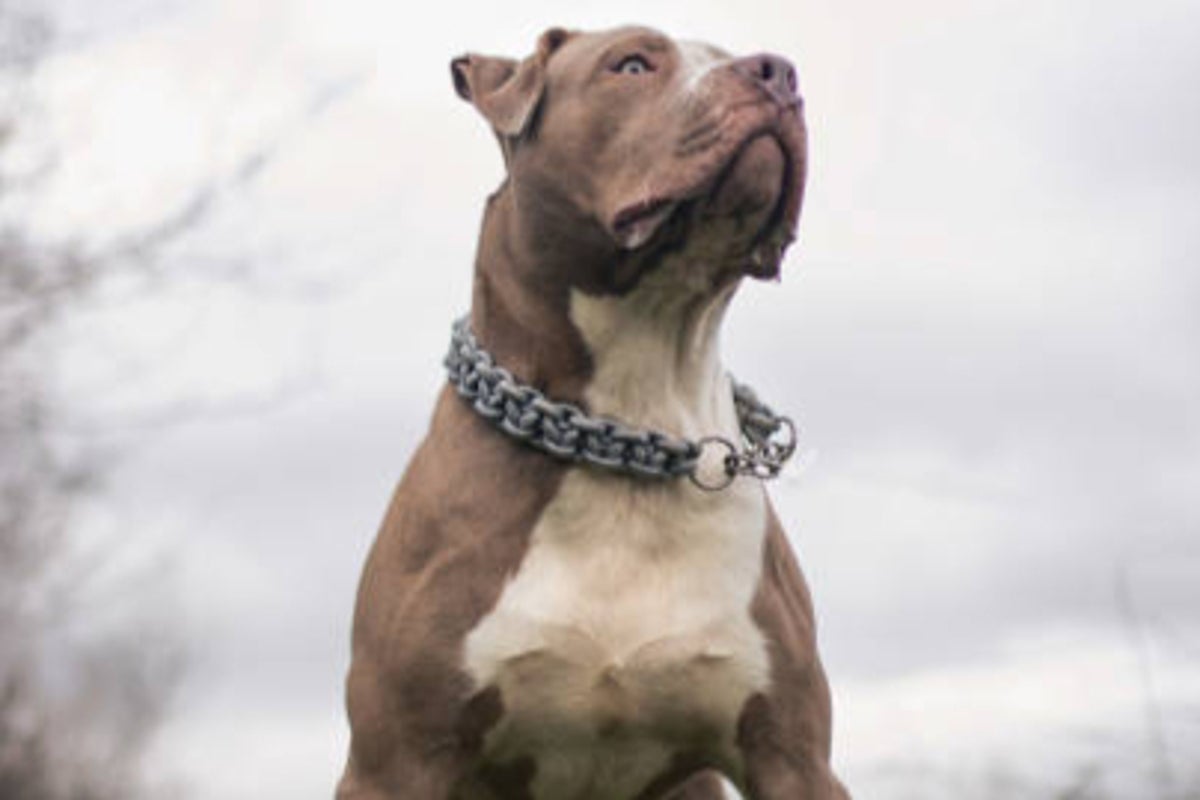 XL bully found ‘eating’ pensioner in fatal attack XL bully found ‘eating’ pensioner in fatal attack