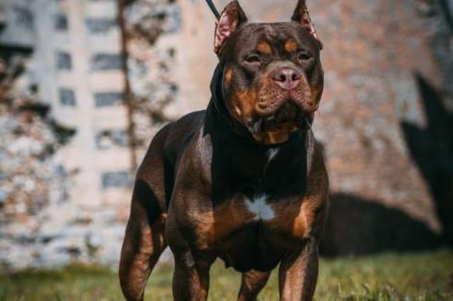 <p>It is the latest in a series of incidents involving XL Bully dogs (stock image) </p>