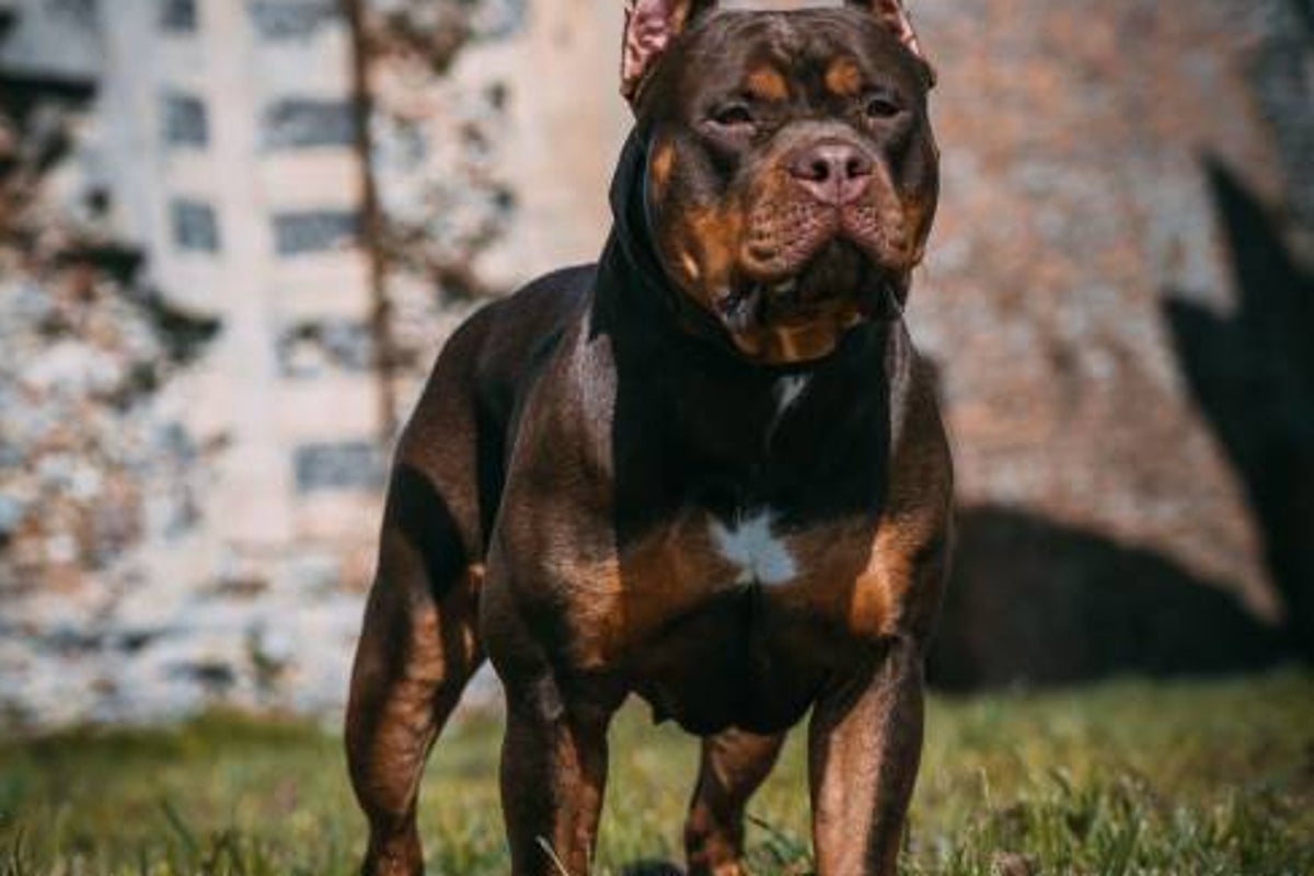 Mother found XL bully covered in blood' after it fatally mauled 10-year-old girl
