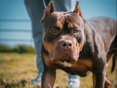 The government should not be looking at banning individual breeds, but banning all dangerous dogs