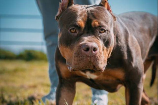 <p>The government should not be looking at banning individual breeds, but banning all dangerous dogs</p>
