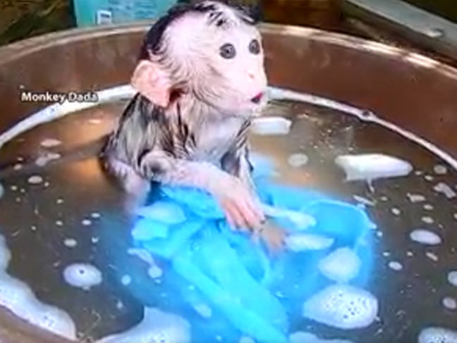 watery Monkey