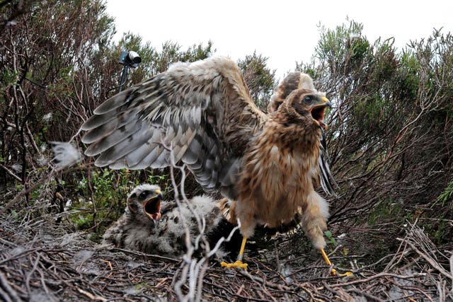 Hen harriers are returning thanks to conservation efforts (Owen Humphreys/PA)