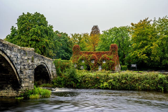 The Virginia creeper covering the Tu Hwnt i’r Bont Tearoom on the banks of the River Conwy in Llanrwst, north Wales, begins to change colour as autumn sets in. (Peter Byrne/ PA)