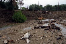 The cost of damage from the record floods in Greece's breadbasket is estimated to be in the billions