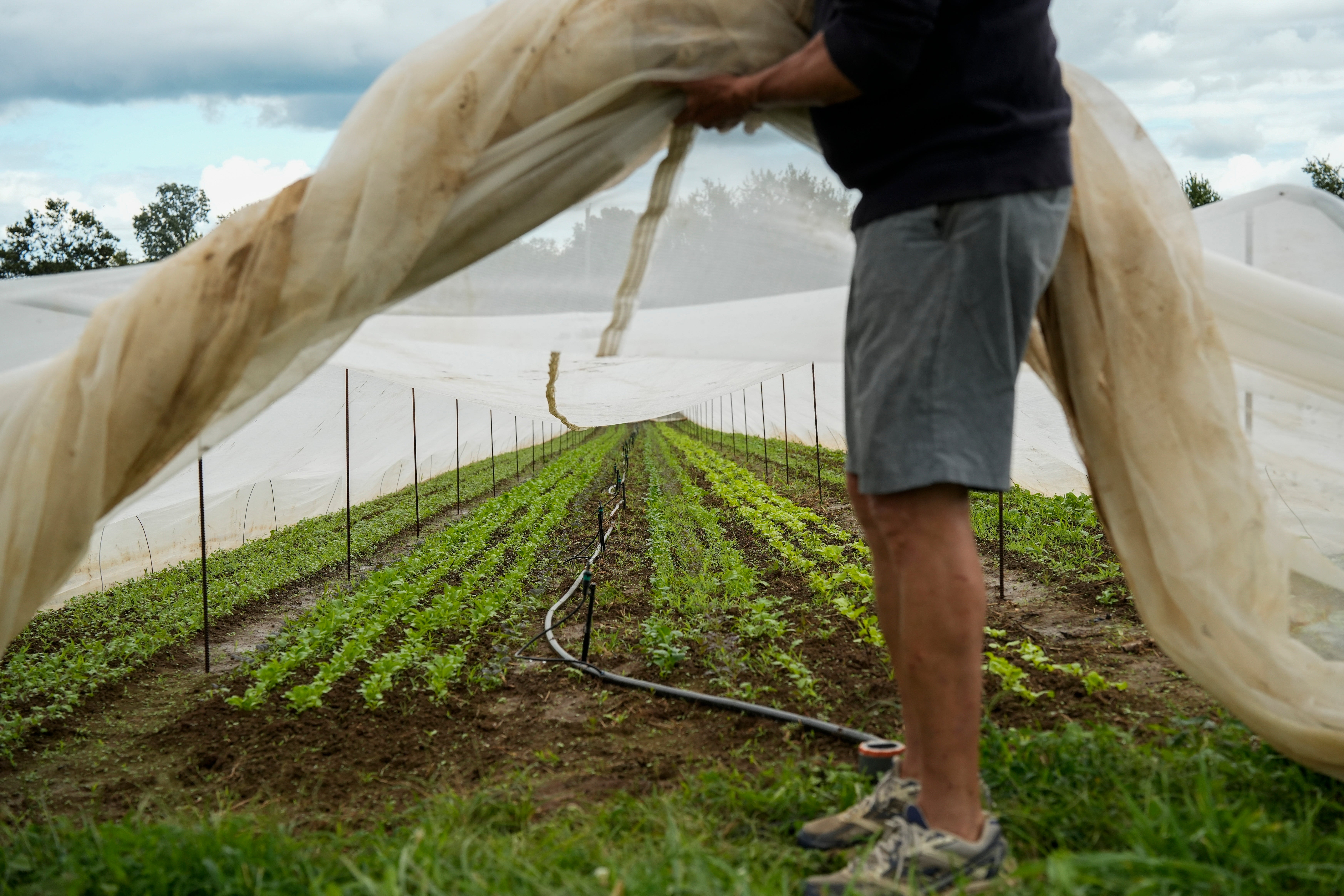 Climate Vertical Farms