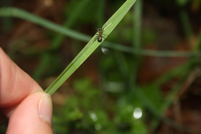 The unsuspecting ant climbs up and clamps its powerful jaws onto the top of a blade of grass, making it more likely to be eaten by grazers such as cattle and deer