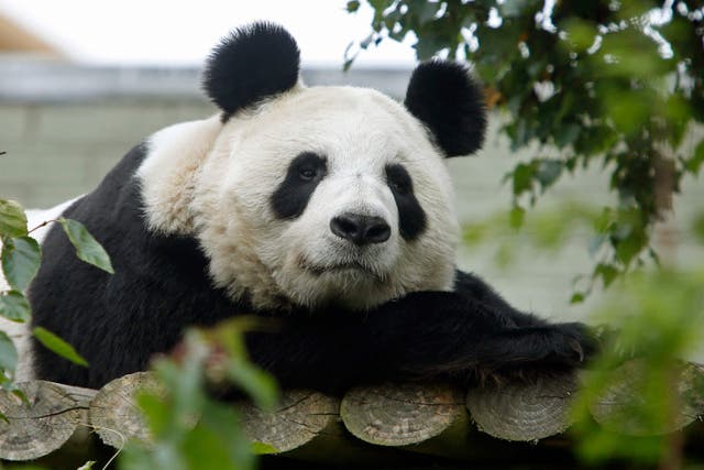 Living in zoos outside their natural environment may disrupt pandas, a study suggests (Danny Lawson/PA)