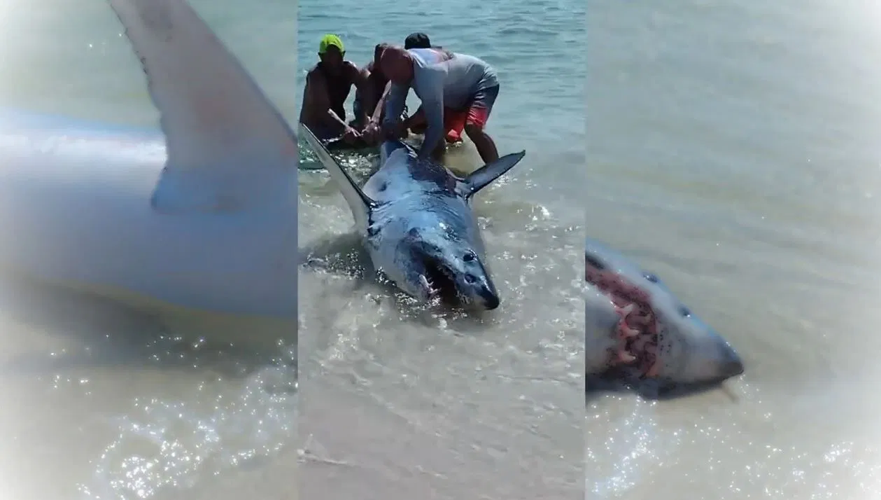 The shark showed its huge jaws as four men were on its tail pulling it back into the sea