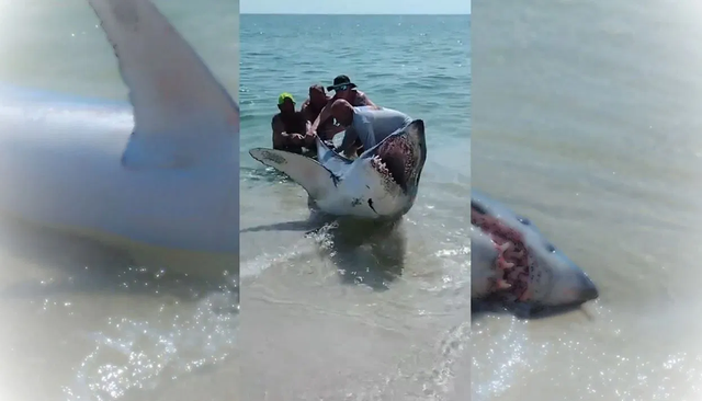 <p>Beachgoers struggle to pull the extremely heavy shark back into the water</p>
