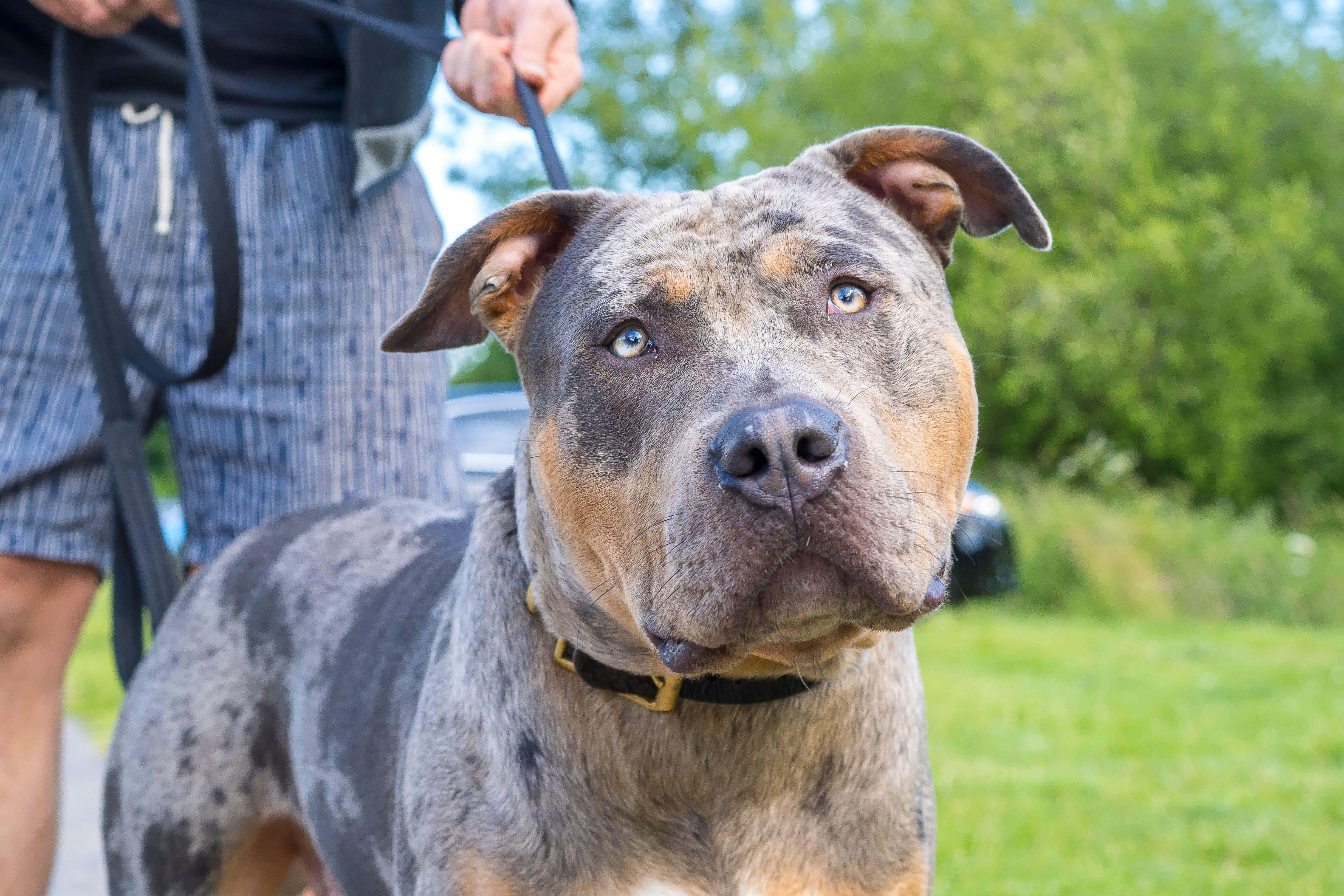 NOT DANGEROUS! THE AMERICAN BULLY DOG 