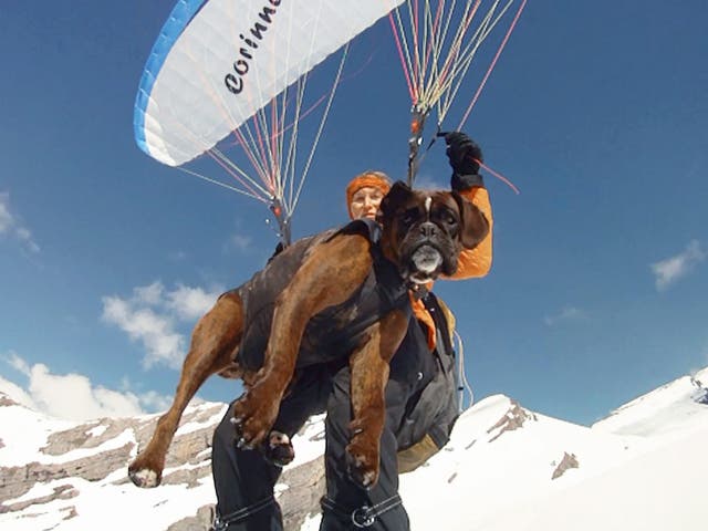 <p>Corinne flying down with Megabyte from Tete Pelouse 2537m in the Aravis mountains, after climbing on skis</p>
