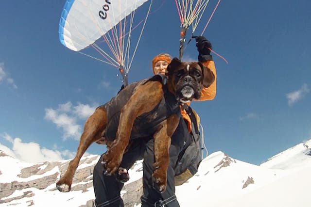 <p>Corinne flying down with Megabyte from Tete Pelouse 2537m in the Aravis mountains, after climbing on skis</p>