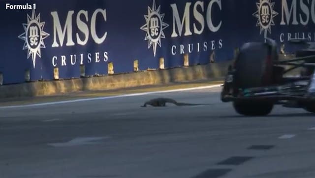 <p>Moment giant lizard interrupts Singapore Grand Prix practice race.</p>