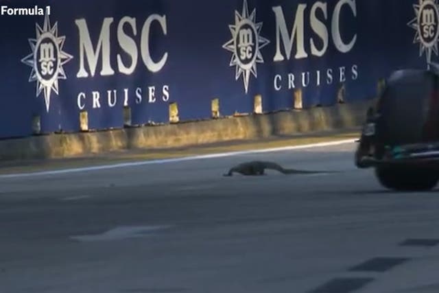 <p>Moment giant lizard interrupts Singapore Grand Prix practice race.</p>