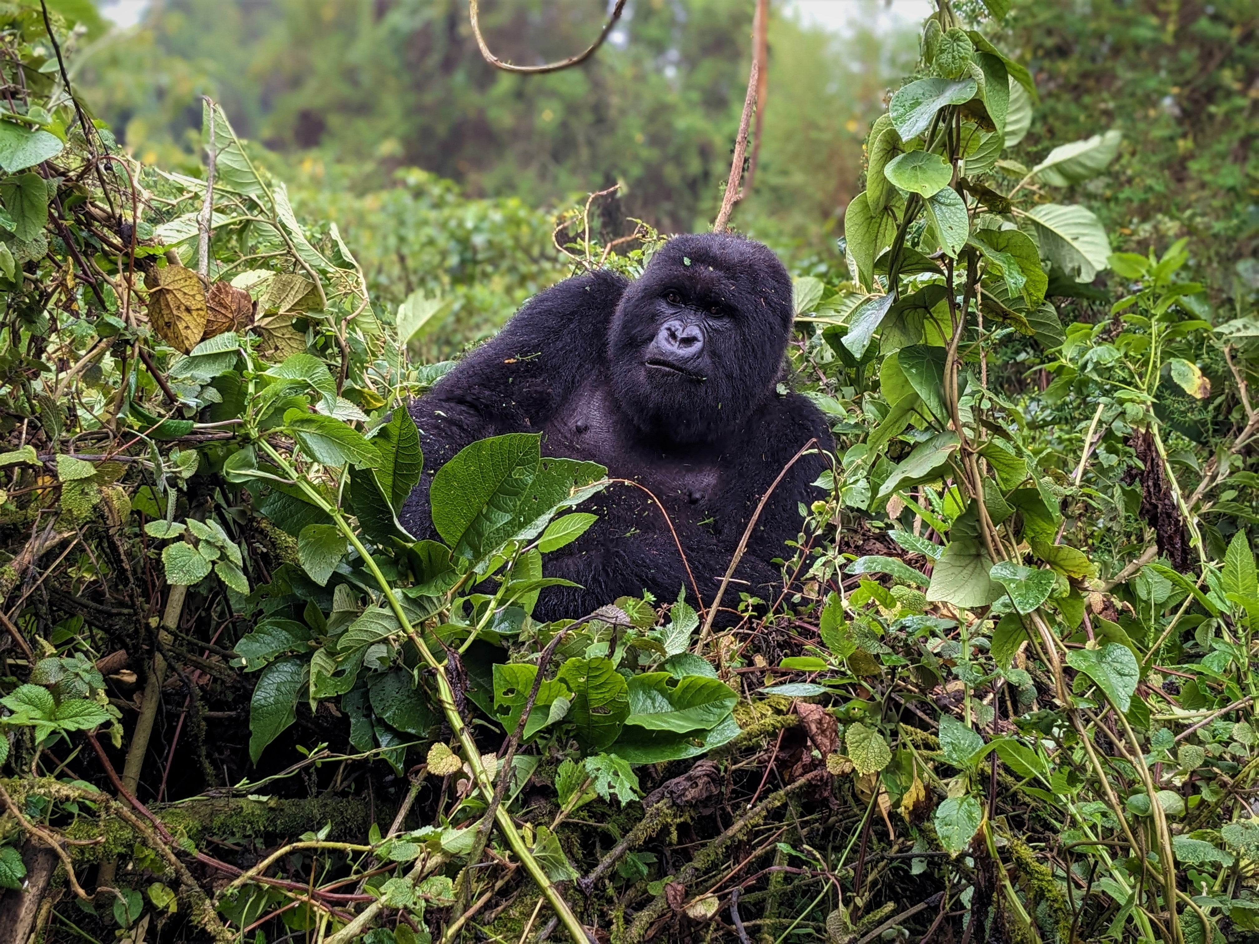 A female gorilla relaxes in the Virunga Mountains