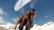 Daredevil grandmother paraglides 8,000ft in the air with her pet dogs