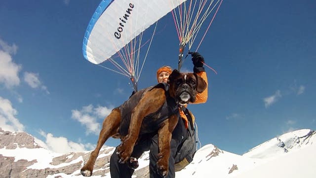 <p>Daredevil grandmother paraglides 8,000ft in the air with her pet dogs.</p>