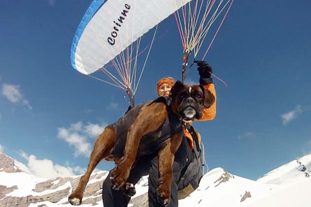 <p>Daredevil grandmother paraglides 8,000ft in the air with her pet dogs.</p>