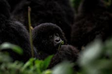 Hanging with baby gorillas at Rwanda’s annual newborn-naming ceremony