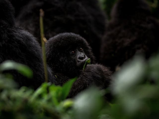 <p>Rwanda is a true conservation success story, having more than doubled the gorilla population</p>
