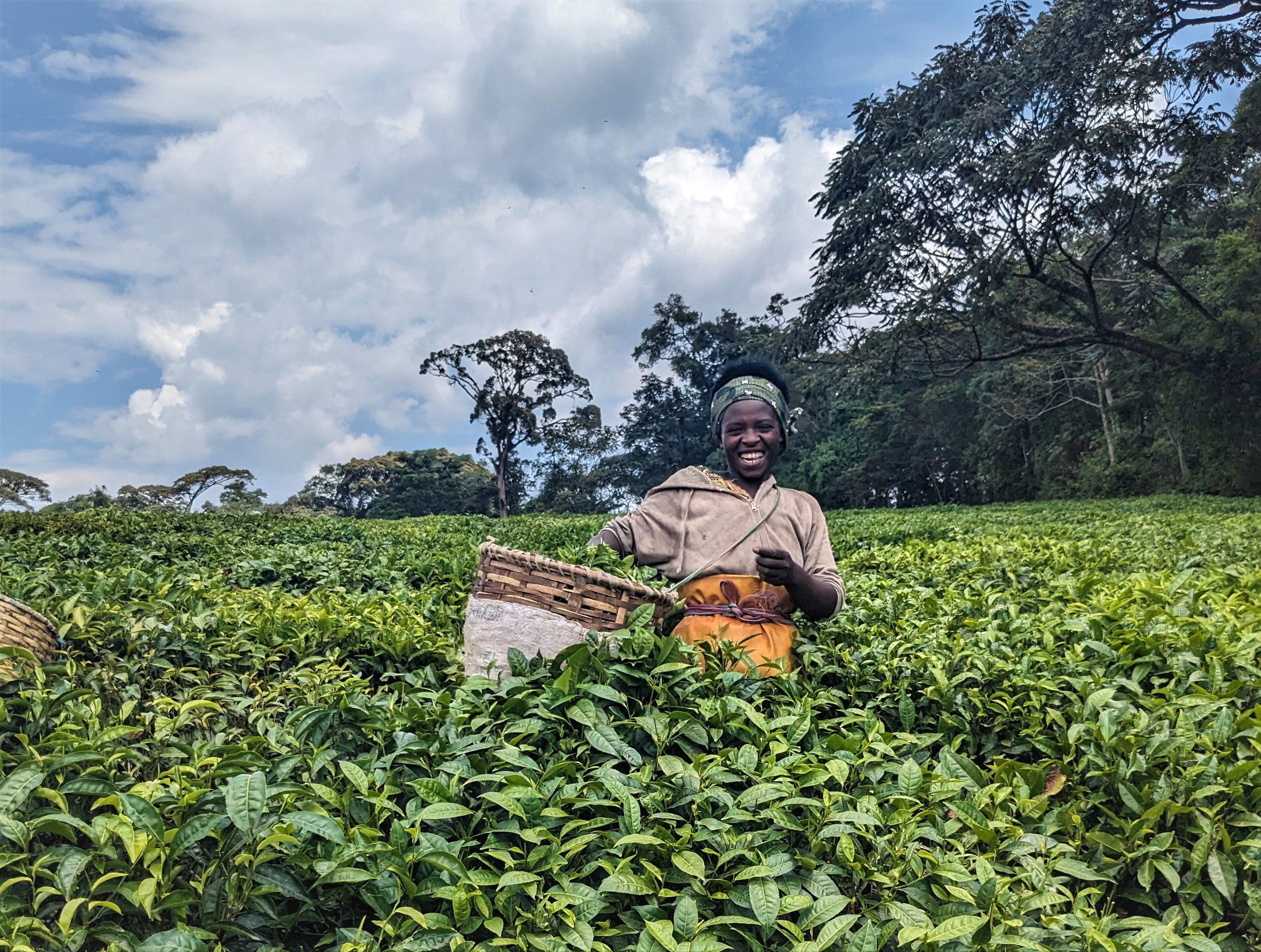 A tea field worker in Gisakura, Rwanda