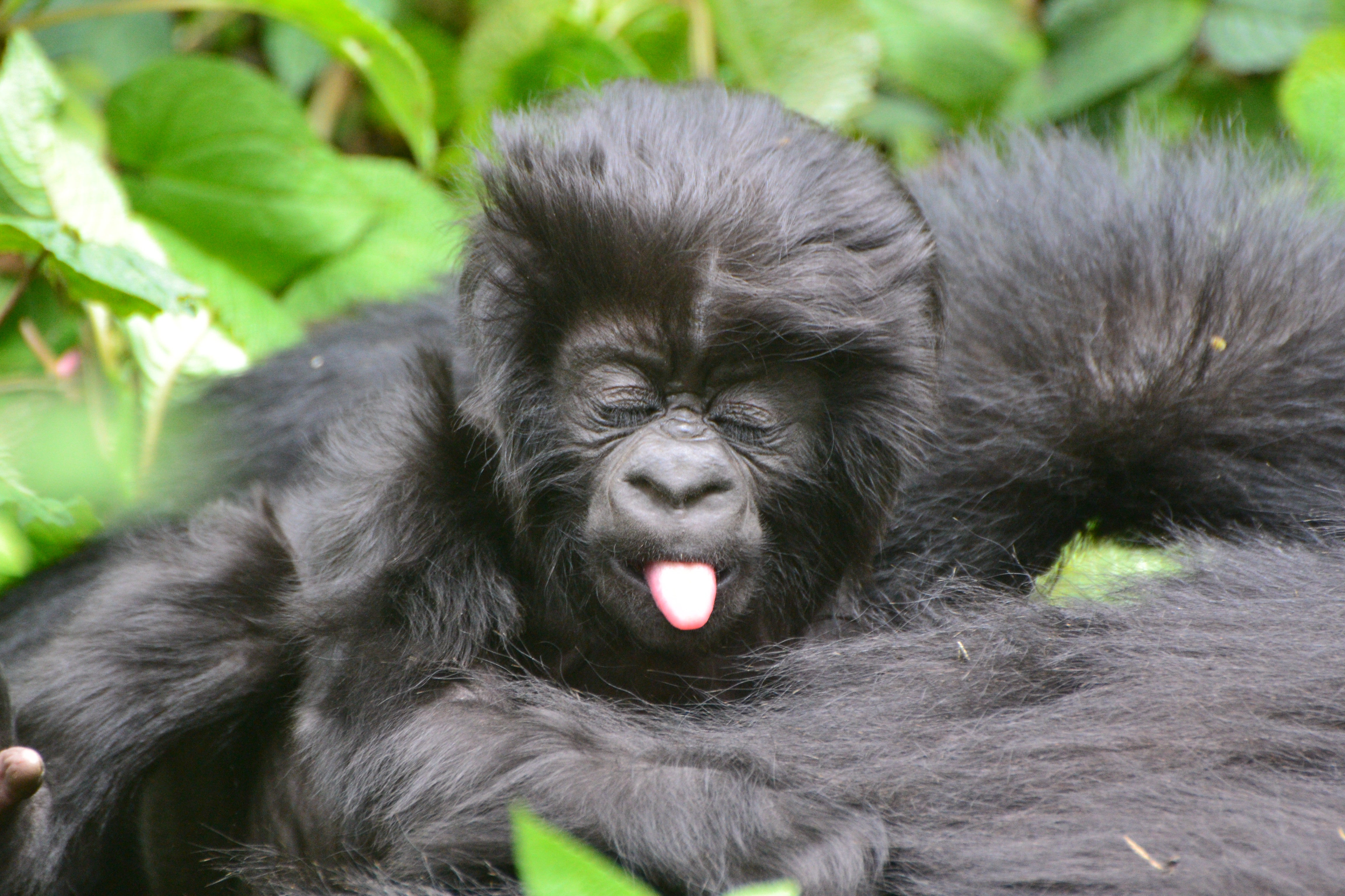Each year there’s a naming ceremony for Rwanda’s baby gorillas