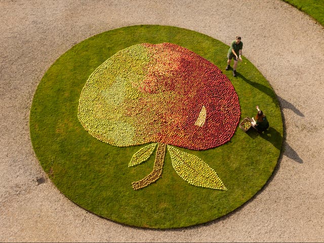 <p>A gardener puts the finishing touches to the giant apple mosaic at the National Trust’s Cotehele in Cornwall in September 2023. </p>