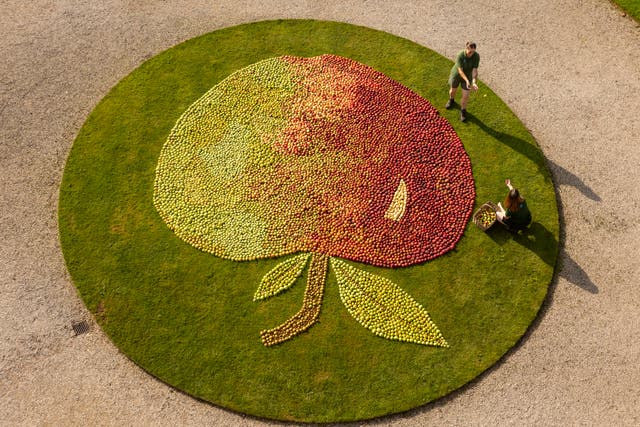 <p>A gardener puts the finishing touches to the giant apple mosaic at the National Trust’s Cotehele in Cornwall in September 2023. </p>