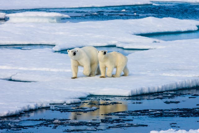 <p>Two polar bears on a small ice floe surrounded by water and ice. Mother and two years old cub. Symbolic for climate situation in the arctic.</p>