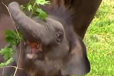 Elephant twins scamper round enclosure playing with trees