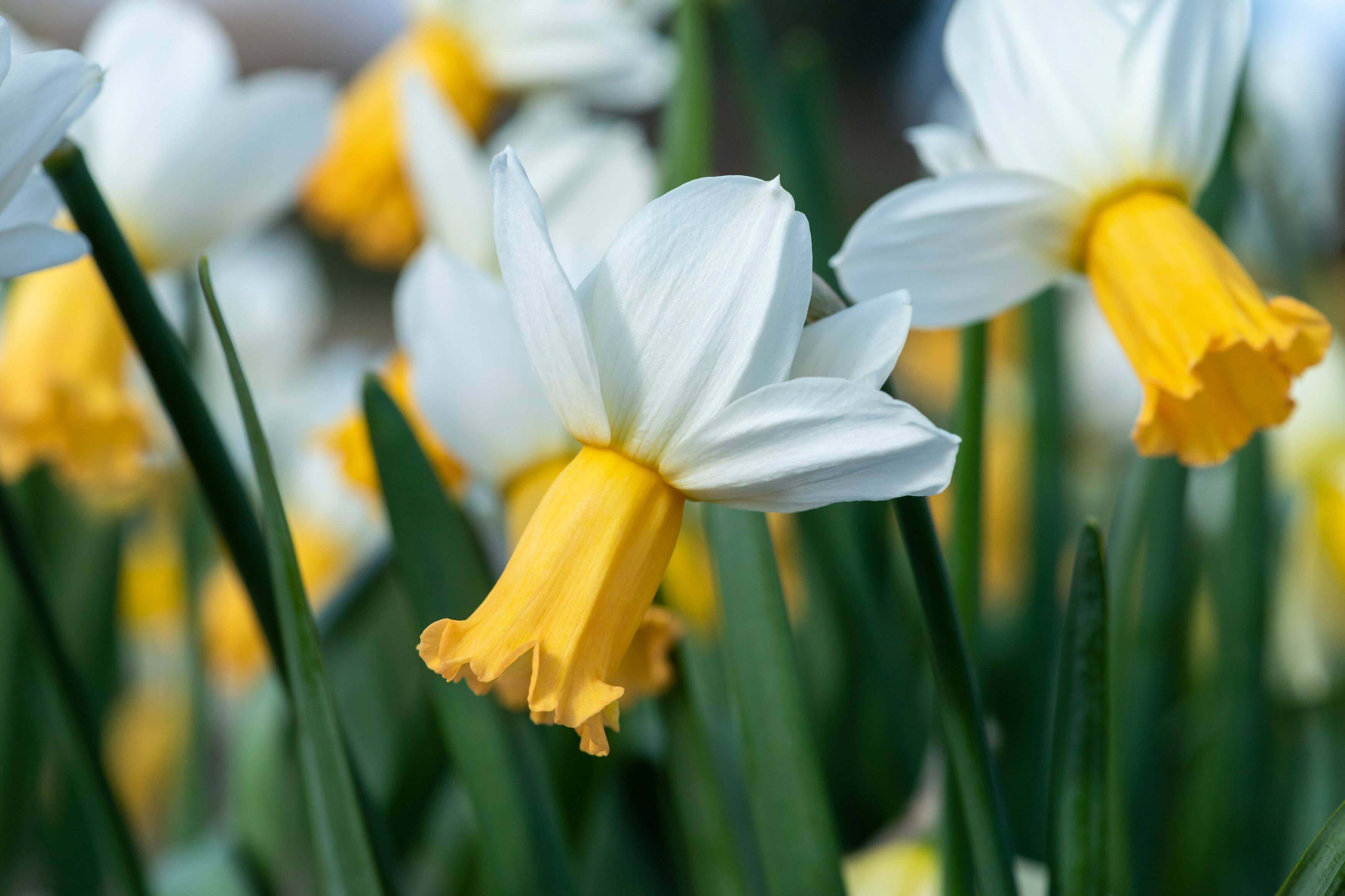 Narcissus ‘Winter Waltz’ (Nicola Stocken/RHS/PA)