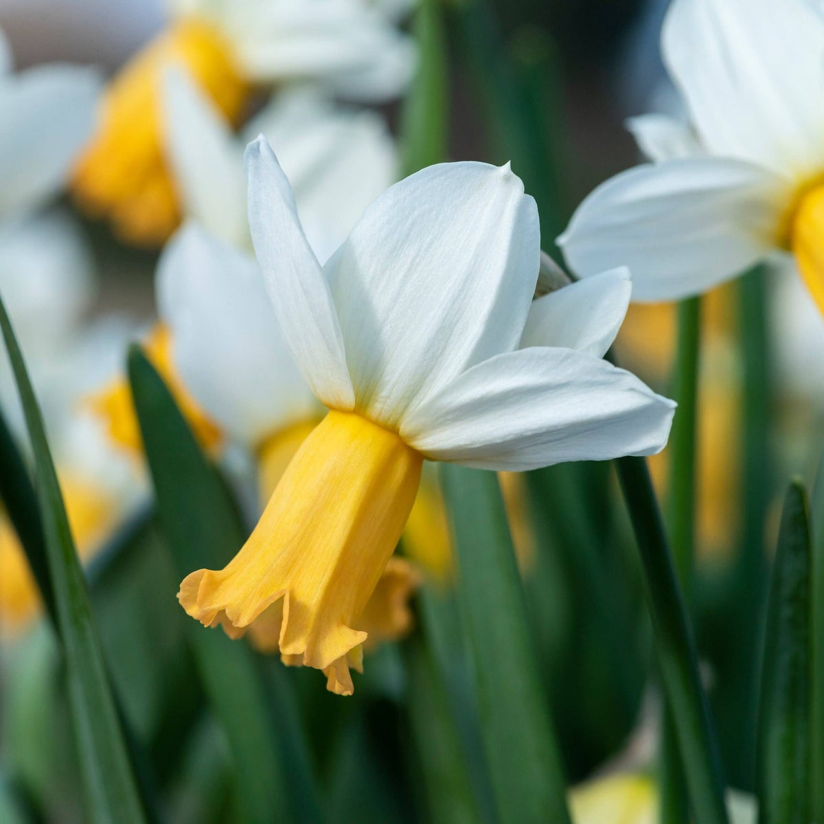The Best Shorter Daffodils To Plant Now For Spring: Top Picks