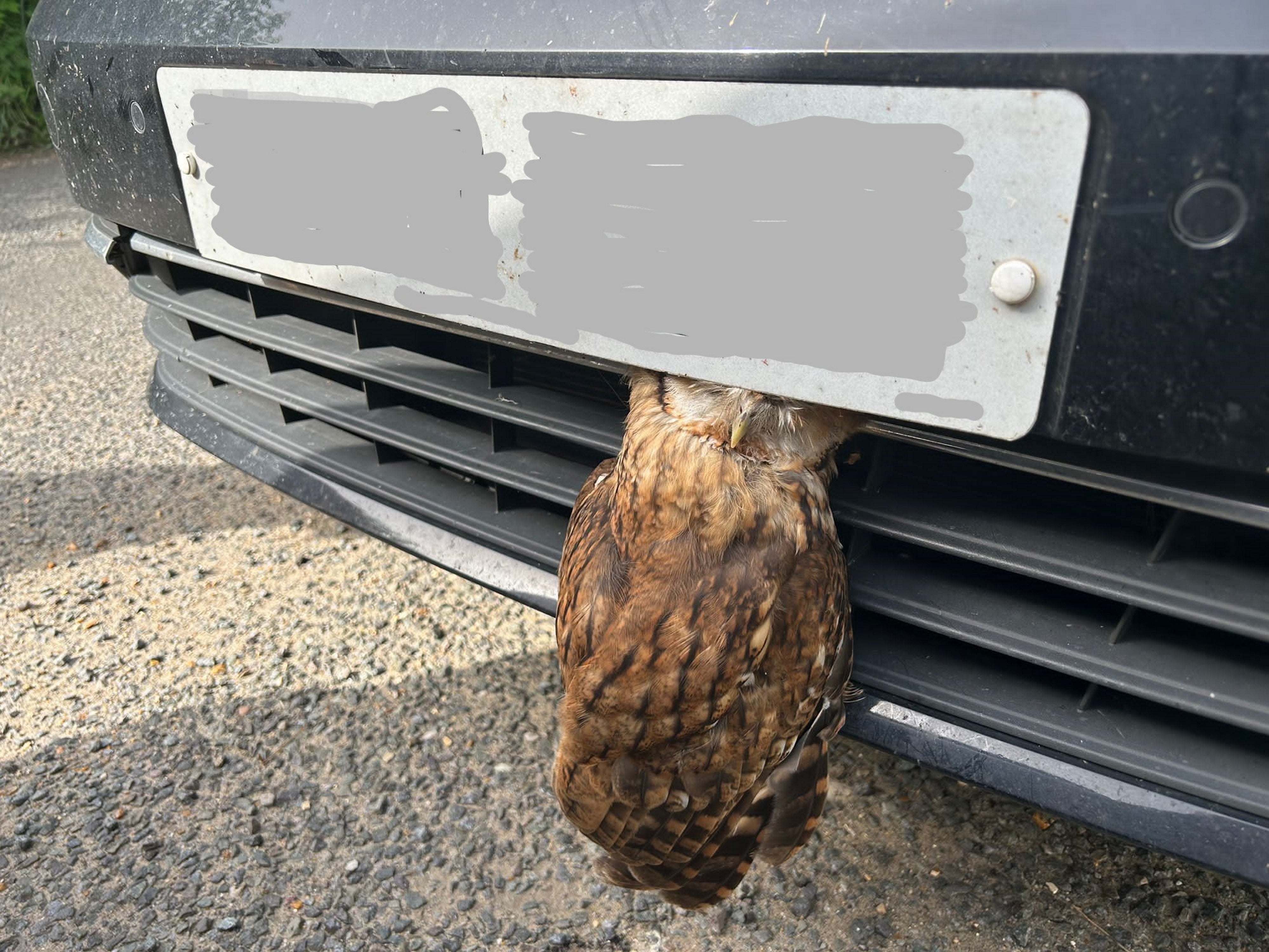<p>The tawny owl with its head stuck in a car grill in Laxfield in September 2023</p>