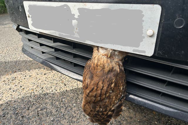 <p>The tawny owl with its head stuck in a car grill in Laxfield in September 2023</p>
