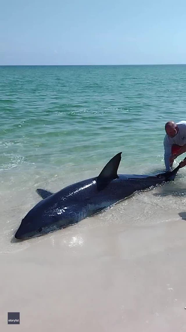 <p>Stranded Mako shark stuck in sand rescued by Florida beachgoers.</p>