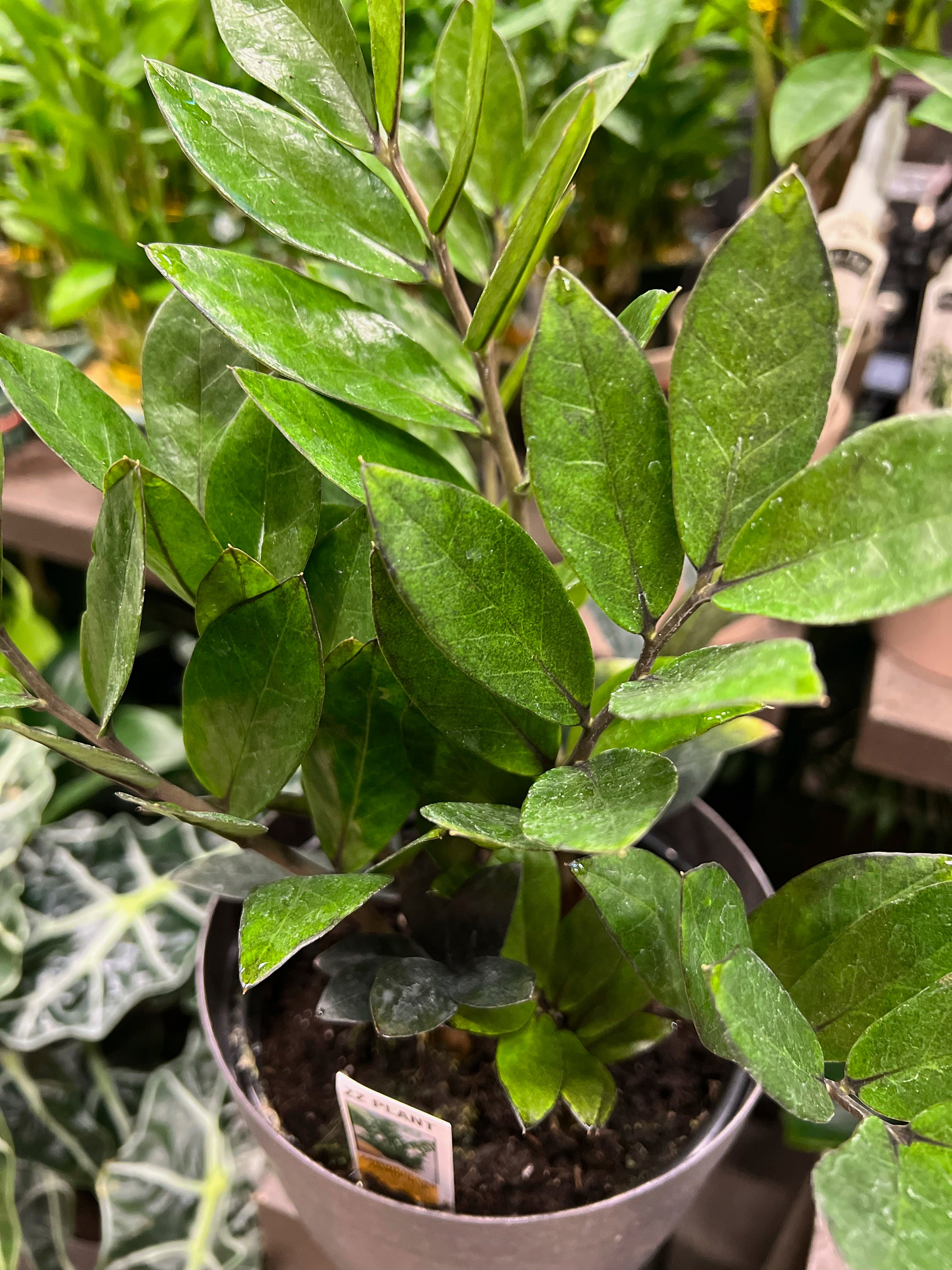 Gardening - Low-Maintenance Houseplants