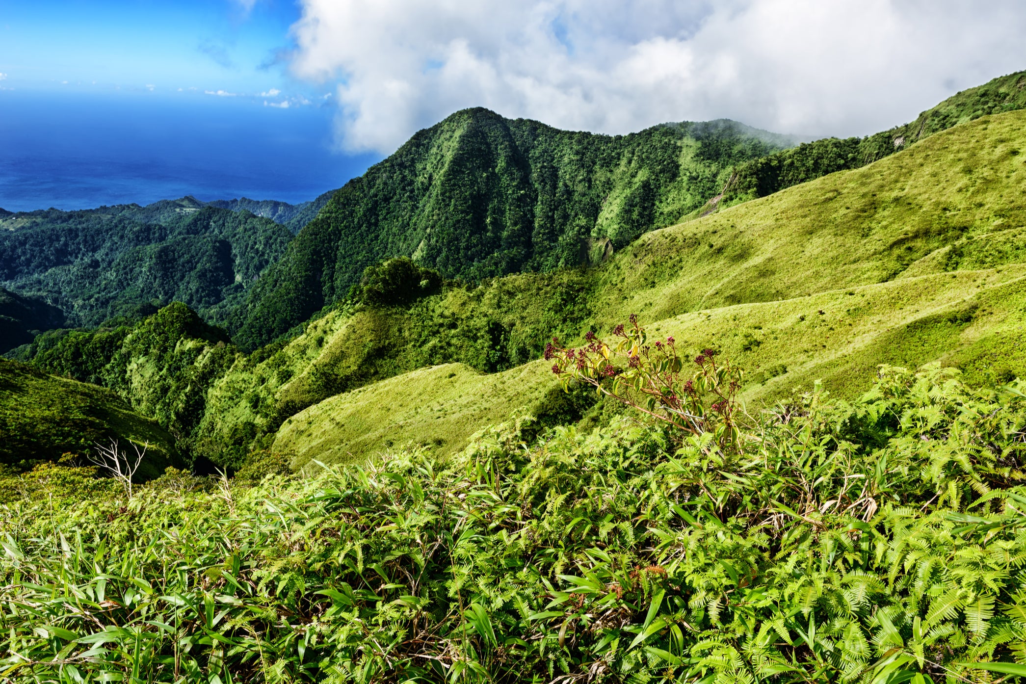 Martinique’s Mount Pelee is home to globally threatened species